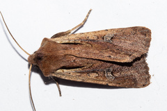 Ichneutica atristriga