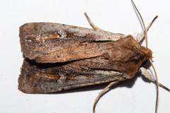 Ichneutica atristriga