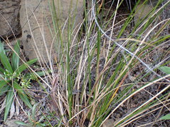 Carex solandri