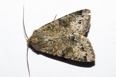 Ichneutica virescens