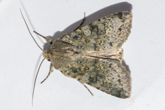 Ichneutica virescens