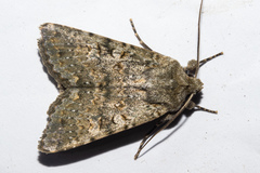 Ichneutica virescens