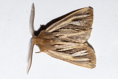 Ichneutica ceraunias
