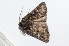 Ichneutica lithias