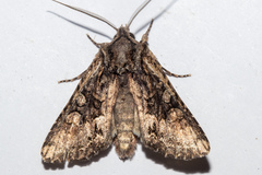 Ichneutica mutans