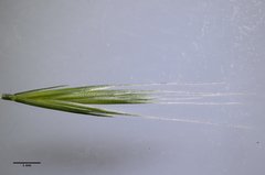 Festuca bromoides