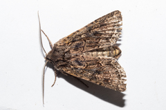 Ichneutica mutans