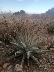 Agave sobria sobria