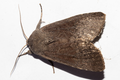 Ichneutica nullifera