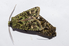 Ichneutica plena