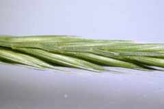 Festuca bromoides