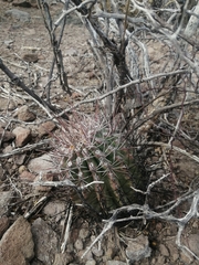 Ferocactus emoryi rectispinus