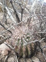 Ferocactus emoryi rectispinus