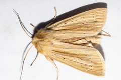 Ichneutica semivittata