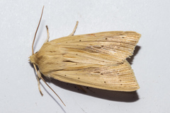 Ichneutica semivittata