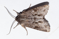 Ichneutica ustistriga