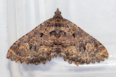 Austrocidaria cedrinodes