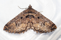 Austrocidaria cedrinodes