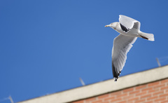 Larus argentatus