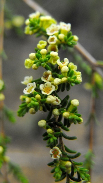 Micromyrtus carinata