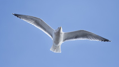 Larus argentatus