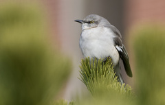 Mimus polyglottos
