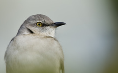 Mimus polyglottos