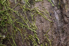 Clasmatodon parvulus