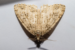 Pseudocoremia rudisata