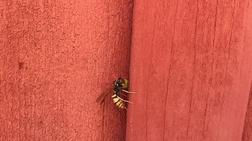 iNaturalist observation photo of Golden Paper Wasp