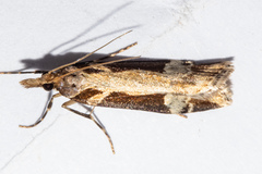 Scoparia trapezophora