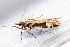 Scoparia trapezophora