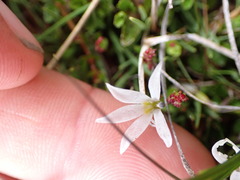 Lobelia angulata