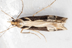 Scoparia trapezophora