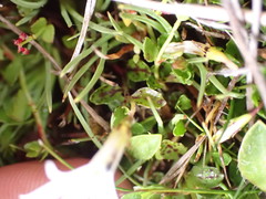 Lobelia angulata
