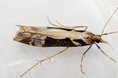 Scoparia trapezophora