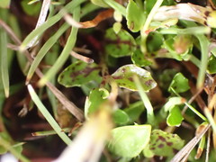 Lobelia angulata