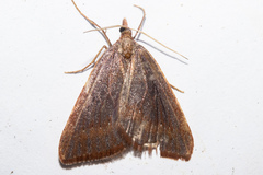 Xanthorhoe occulta