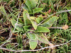 Plantago triandra