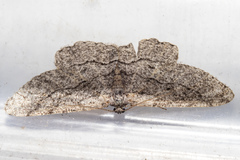 Zermizinga indocilisaria