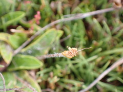 Plantago triandra
