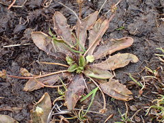 Plantago triandra