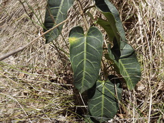 Leichhardtia lloydii
