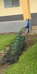 Pavo cristatus