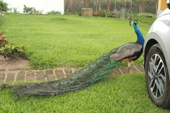 Pavo cristatus