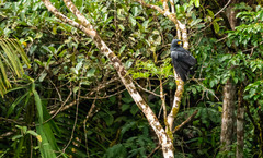 Morphnarchus princeps