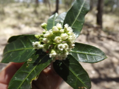 Leichhardtia lloydii