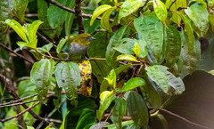 Chlorospingus flavigularis