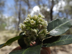 Leichhardtia lloydii