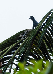 Cephalopterus penduliger